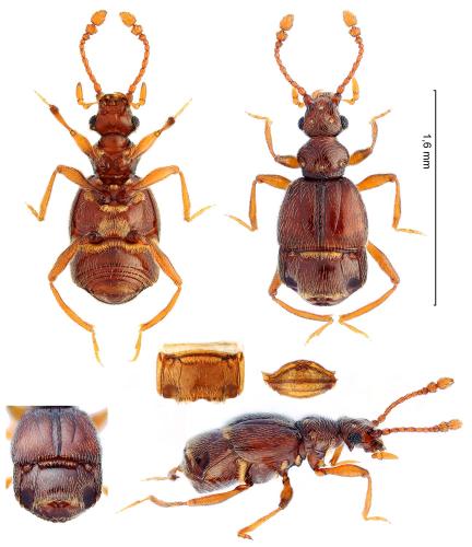 Brachygluta alpina